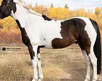 english-pleasure-paint-horse