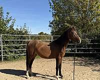 morgan-mare