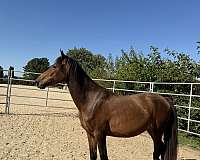 morgan-horse-for-sale
