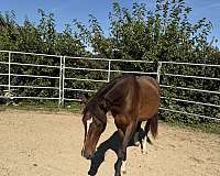 morgan-horse