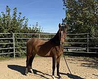 buy-morgan-horse