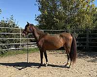 learn-morgan-horse