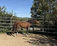 light-morgan-horse