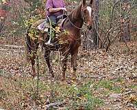 mare-tennessee-walking-horse