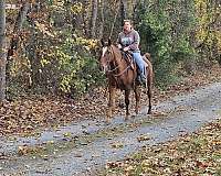 gaited-tennessee-walking-horse