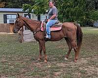 trail-horse-tennessee-walking