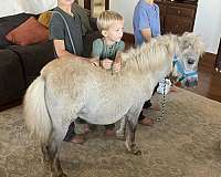 petting-miniature-horse