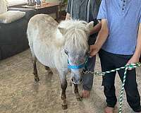 petting-horse