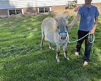 mini-miniature-horse