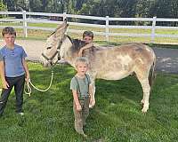 ride-donkey