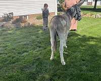 overo-halter-donkey