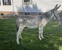 overo-husband-safe-donkey