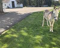 overo-kid-safe-donkey