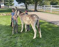 overo-lesson-donkey
