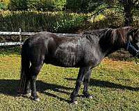 black-none-horse