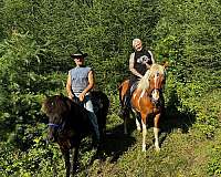 natural-horsemanship-training-icelandic-horse