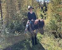 ridden-english-icelandic-horse
