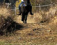 ridden-western-icelandic-horse