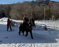 show-icelandic-horse