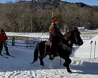 trail-icelandic-horse