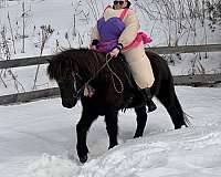 trail-riding-icelandic-horse