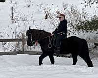 black-icelandic-gelding
