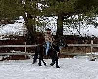 black-gaited-horse