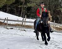 gaited-icelandic-horse