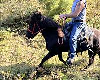 black-ridden-english-horse