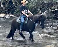none-horse