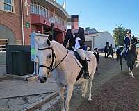 half-arabian-horse-for-sale