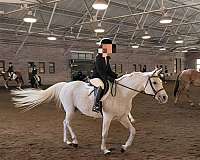 half-arabian-horse