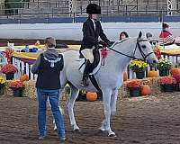 half-arabian-mare