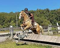 english-pleasure-paint-horse