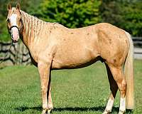 athletic-paint-horse