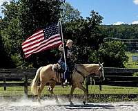 jumping-paint-horse