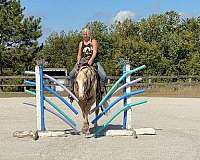 ranch-versatility-paint-horse