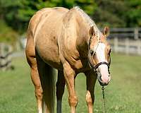 ranch-work-paint-horse