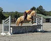 ridden-english-paint-horse