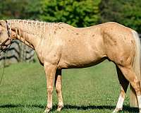 ridden-western-paint-horse