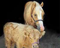trail-paint-horse