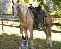 trail-riding-paint-horse