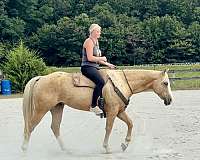palomino-all-around-horse