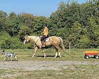 palomino-athletic-horse