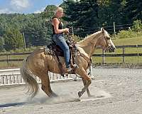 palomino-paint-gelding