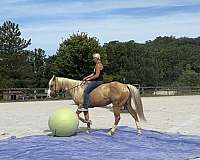 ranch-paint-horse