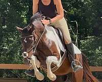 athletic-irish-draught-pony