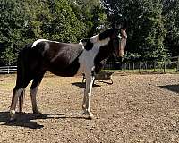 champion-irish-draught-pony