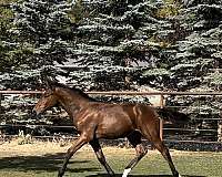 calibre-dutch-warmblood-horse