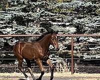 comes-dutch-warmblood-horse